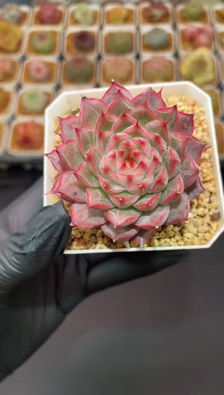 闪购001  红海多肉一颗  5-5.5厘米