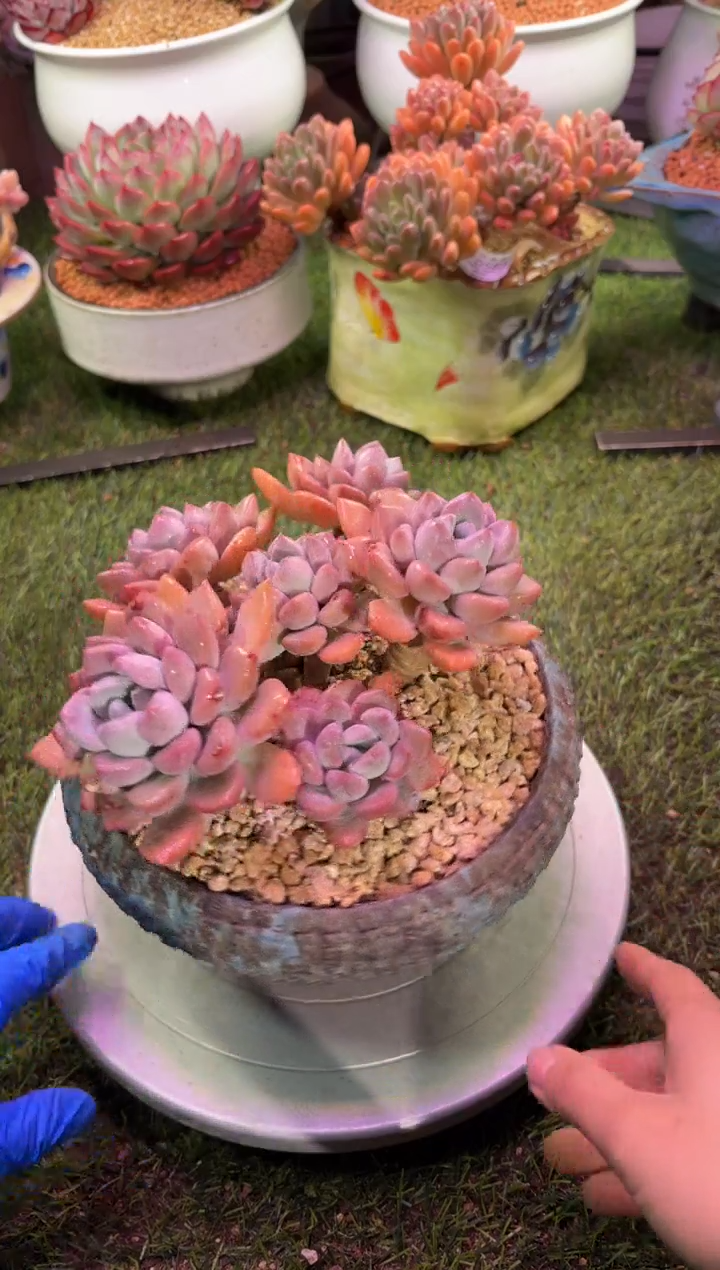 【闪购商品】05875