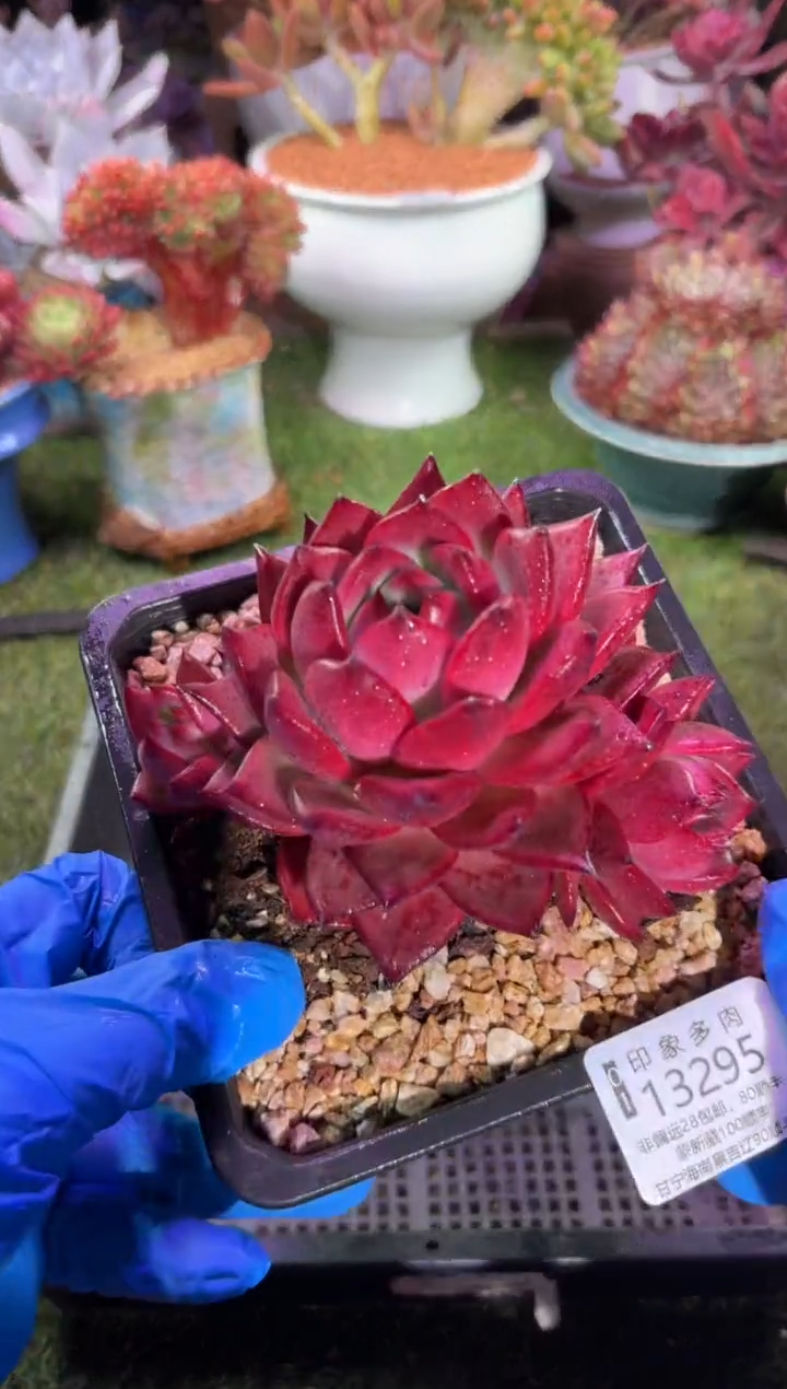 【闪购商品】13295