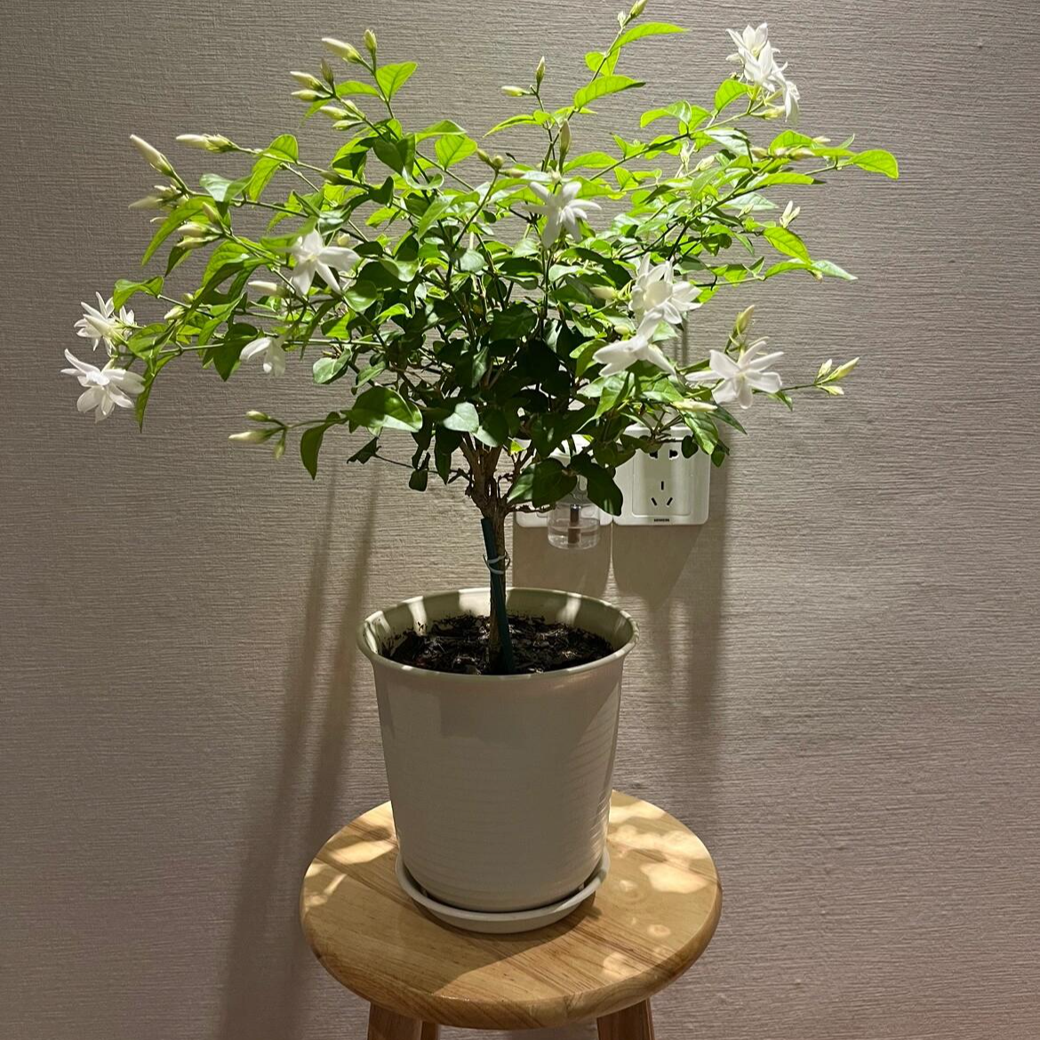 独杆单瓣笔尖白茉莉花精品盆栽室内外浓香原盆原土发货