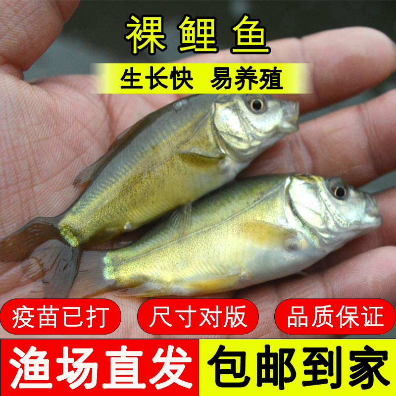 四川鱼苗 裸鲤鱼 好养殖