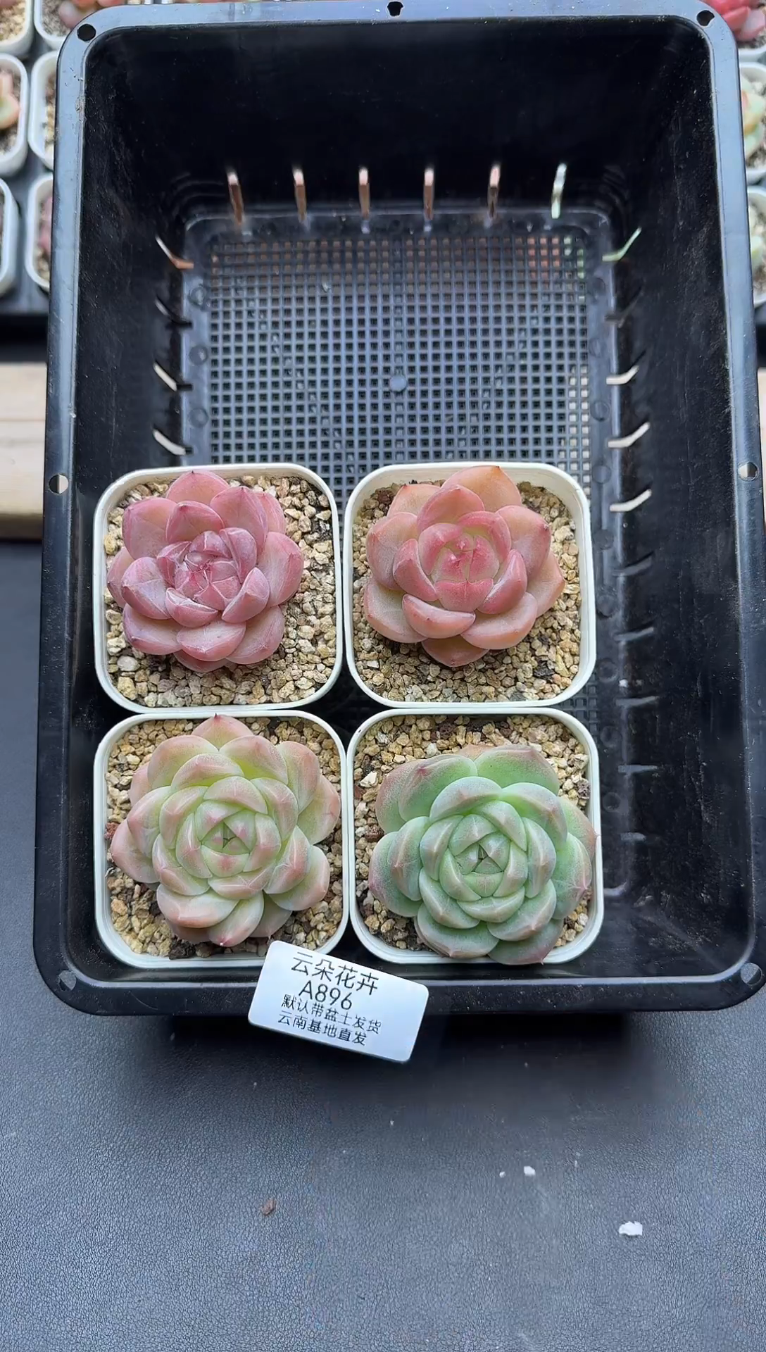 珍妮杂交多肉A896