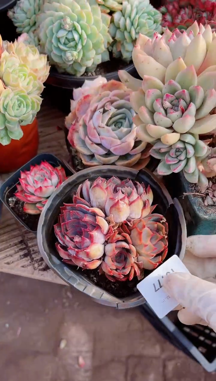 【闪购商品】10177