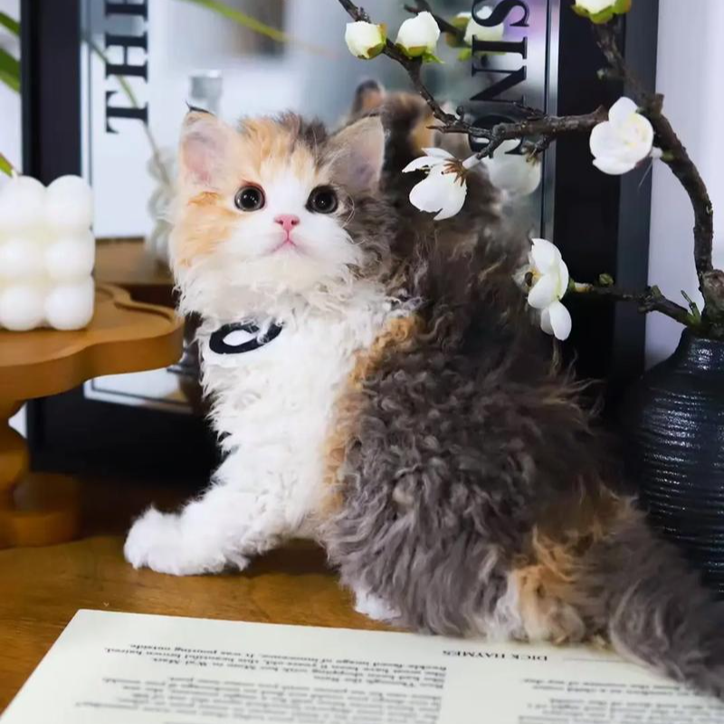 Lady塞尔凯克卷毛猫可爱猫咪伴侣礼物聪明温顺小猫猫