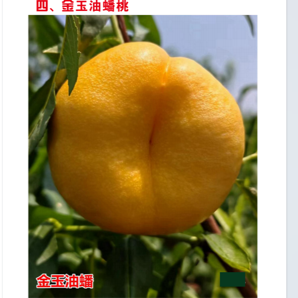 4、金玉油盘桃 树喵