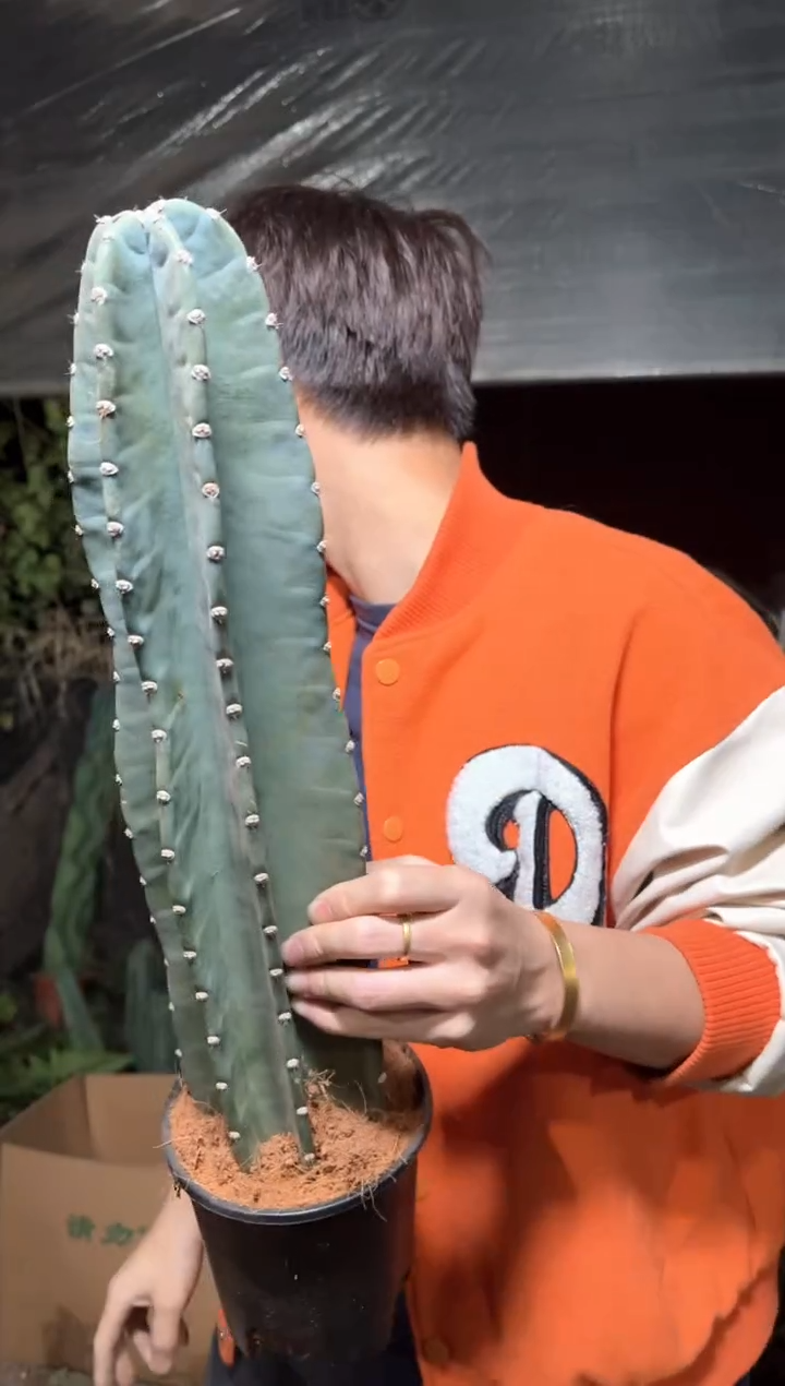 【带盆土】20cm+ 量天尺