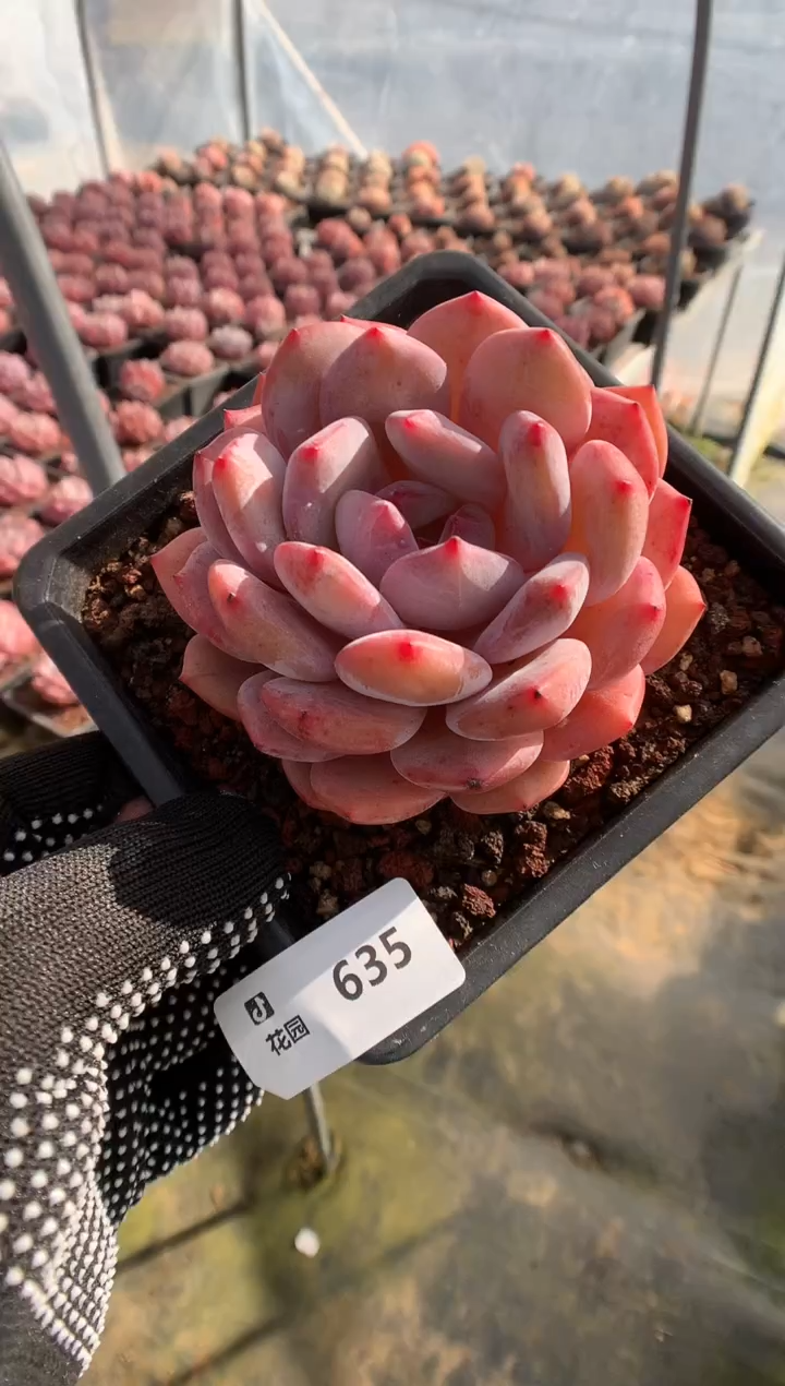 635星橙一物一拍