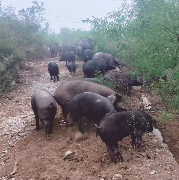 4号黑猪肉【重量以直播现场称重为准】黑猪肉 顺丰包邮