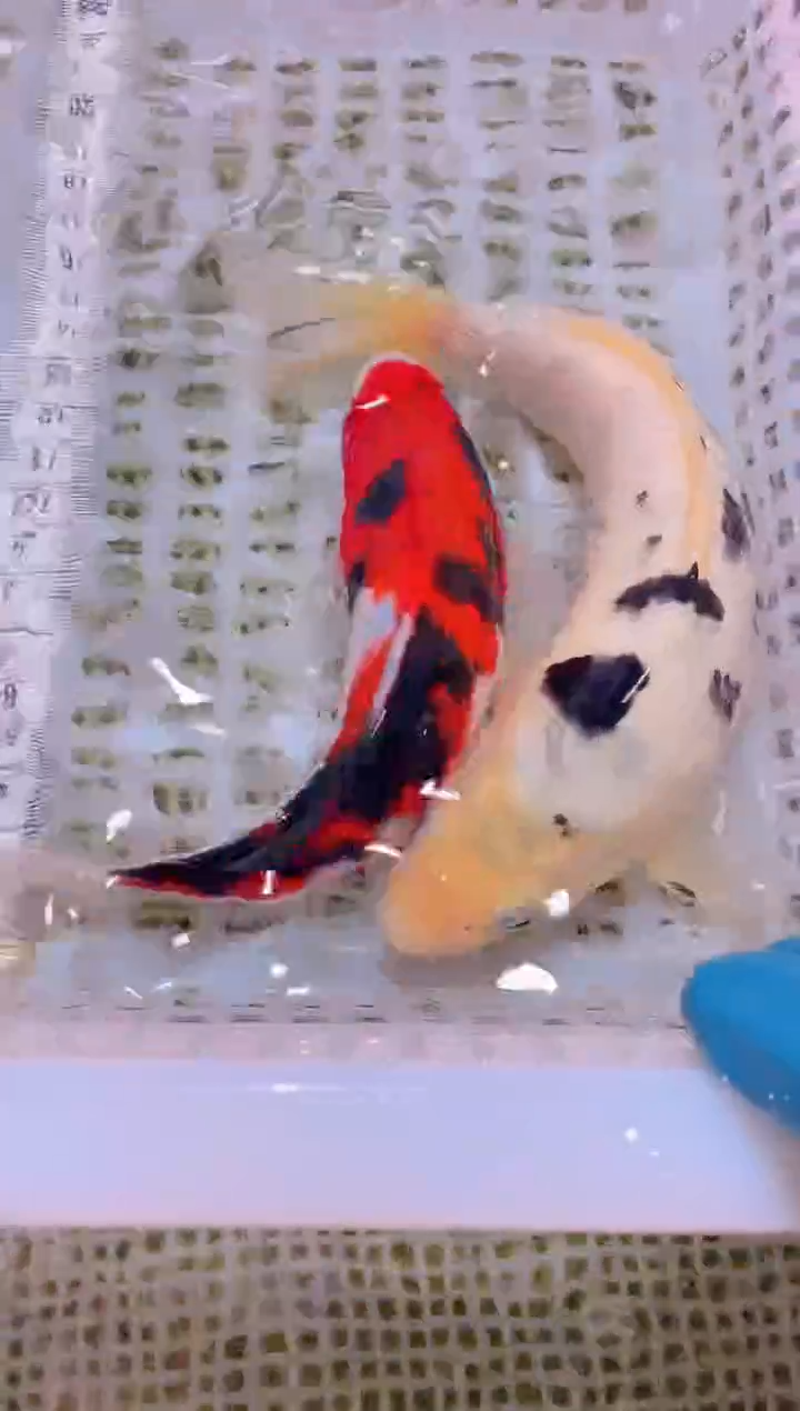 锦鲤冷水观赏鱼全场包邮210