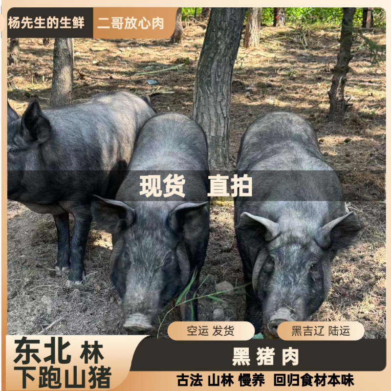 杨二【现货直拍】东北二代野猪【京东空运顺丰陆运】