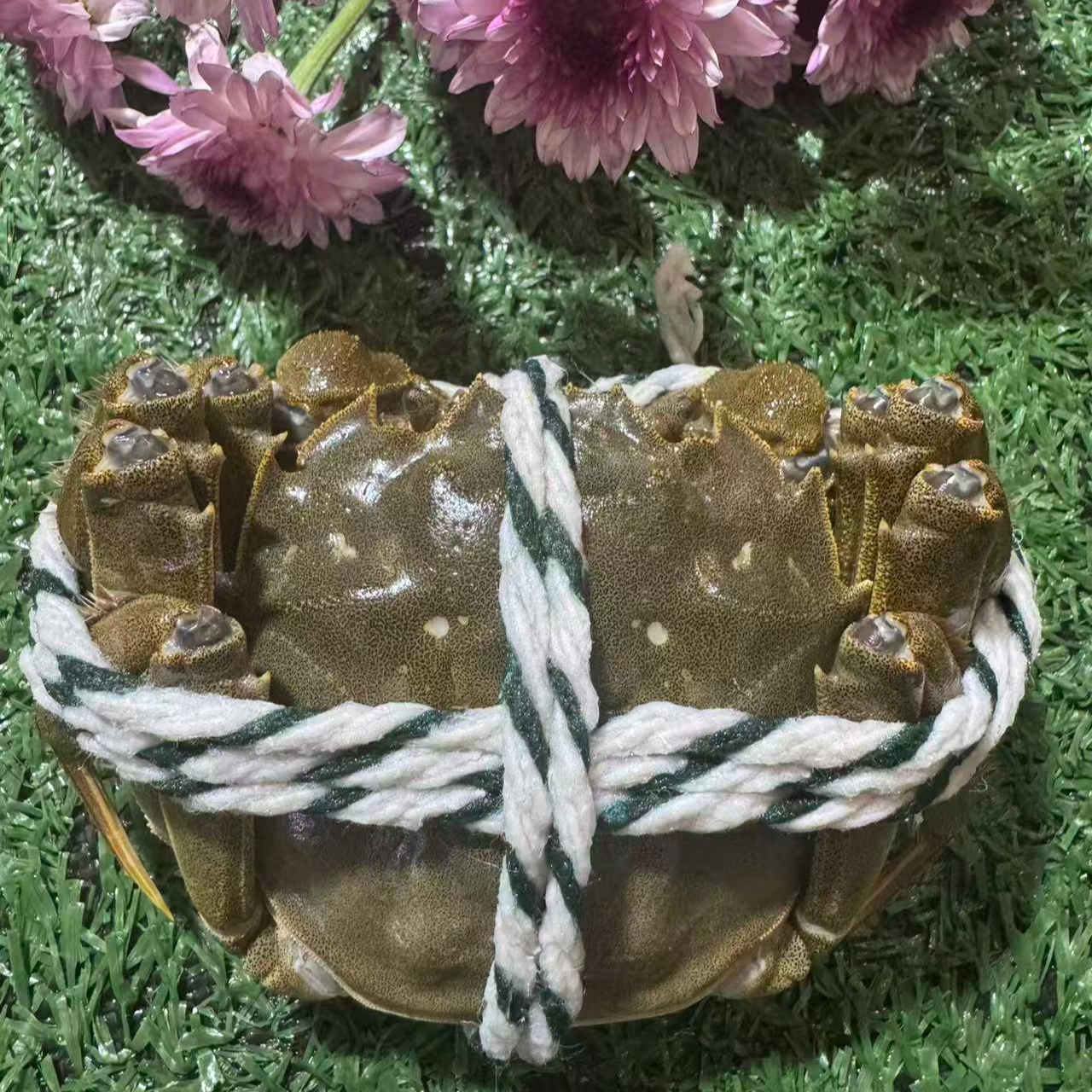 【活蟹】江苏兴化大闸蟹/公蟹/3-4两左右/1只/150g