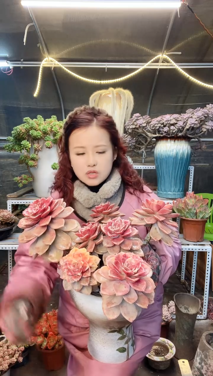 【闪购商品】紫乐景 脱土包邮