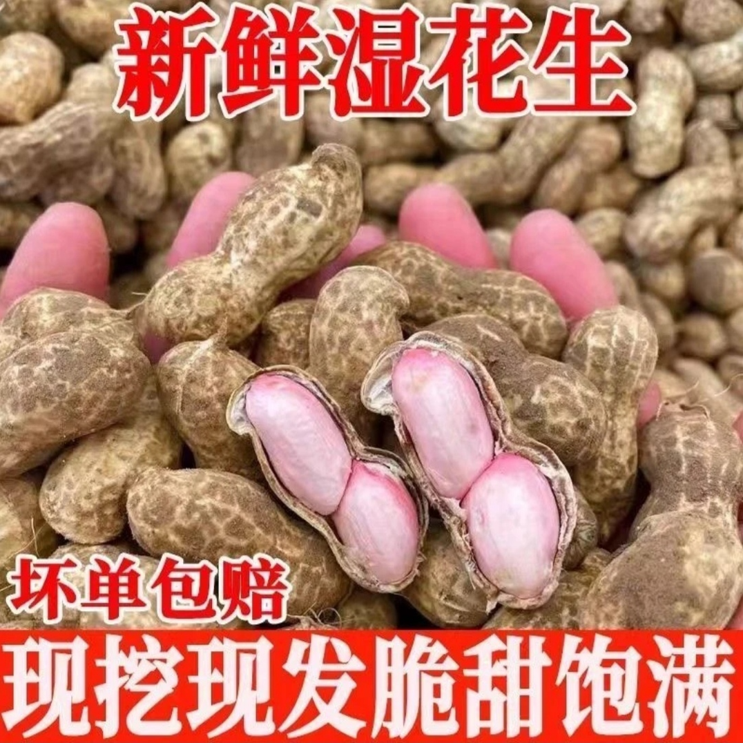 现挖带壳带泥湿花生可水煮生吃农家自种带泥L