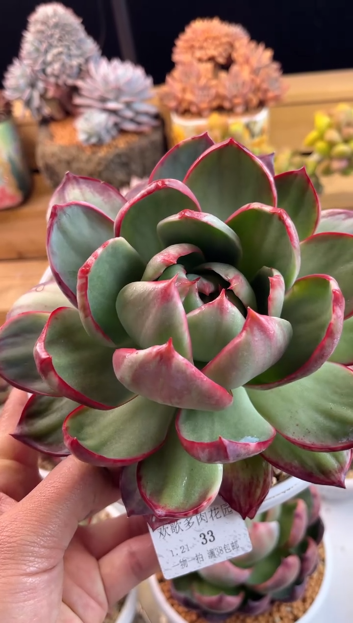 【闪购商品】1.21-33惊鸿