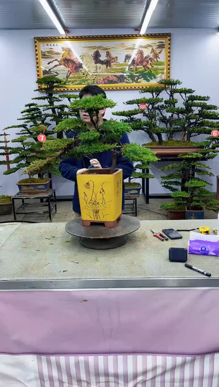 【闪购商品】八斗松/松类活物造型盆景，以直播间截图为啊啊啊