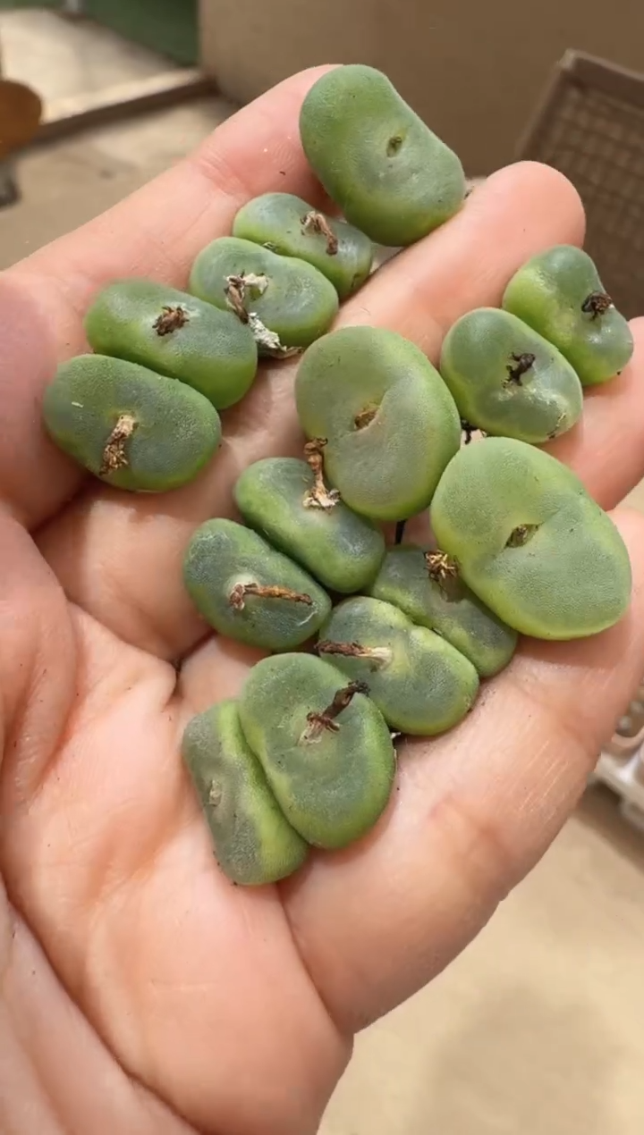 2多肉植物肉锥水晶鞋一颗