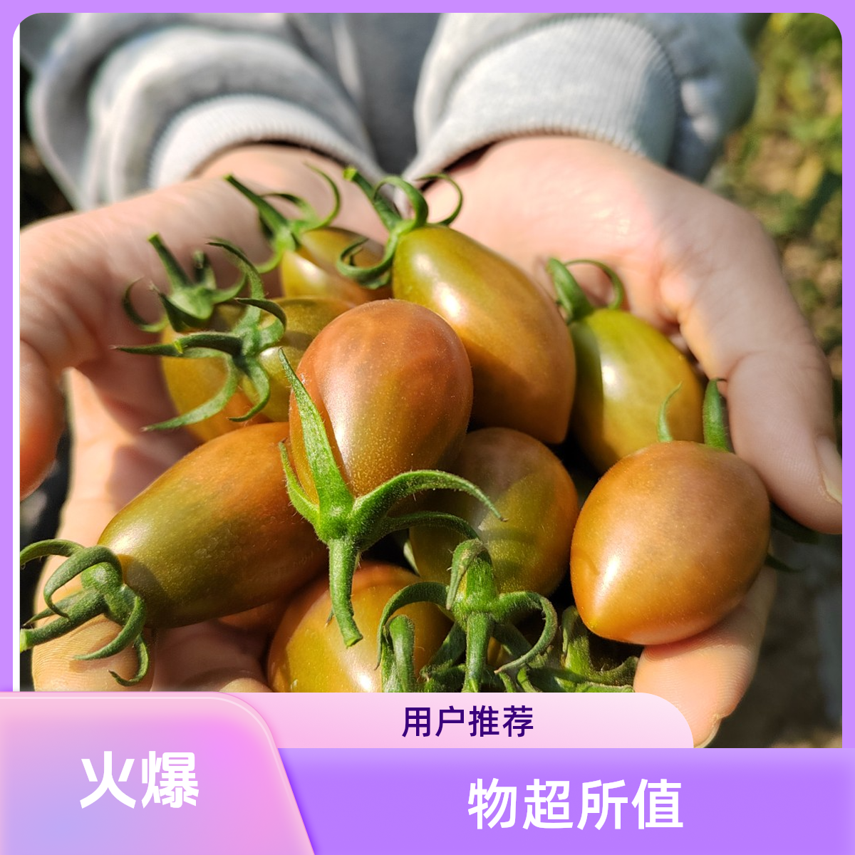 汕尾露天农家自种陂洋三岭子弹头小番茄清脆甜多汁现摘现发西红柿