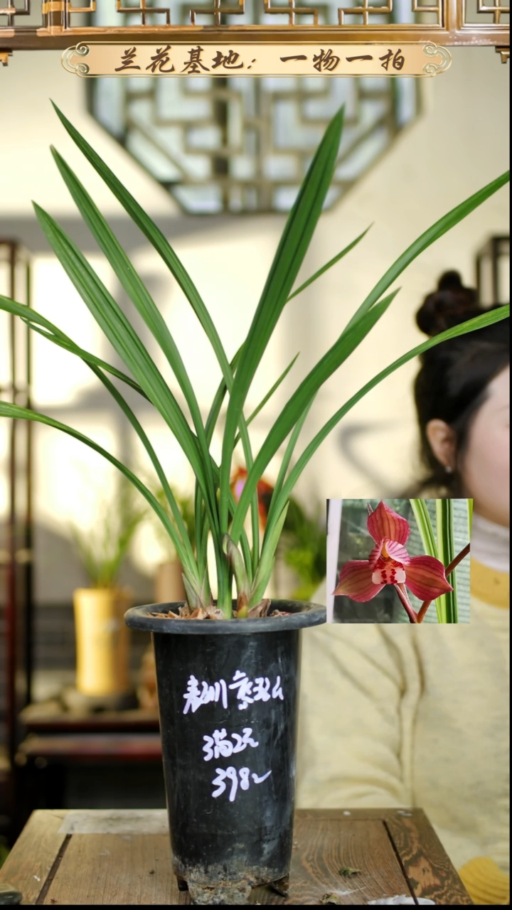 完全开放春剑红荷3苗2花苞