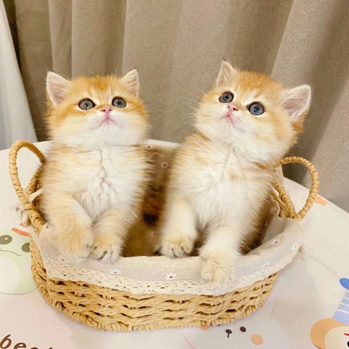 汪社团精品猫咪活体链接