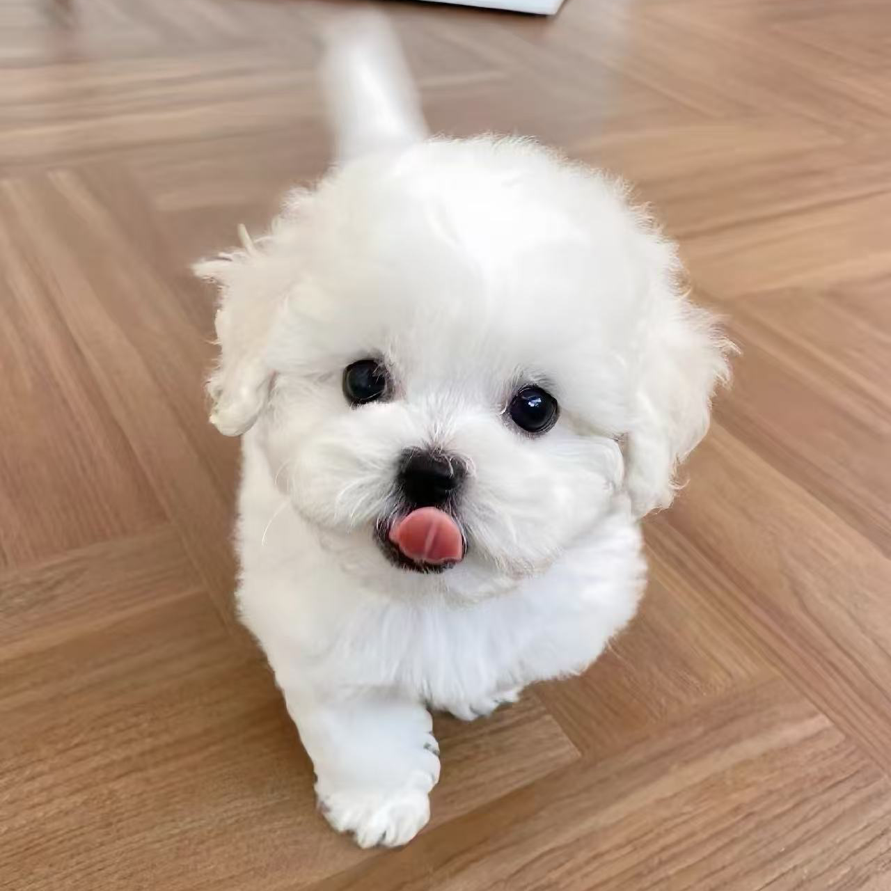 比熊幼犬小型宠物活体犬