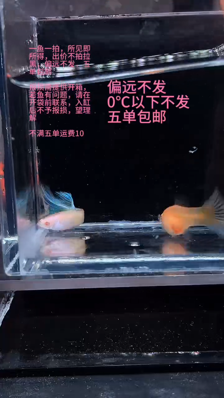 孔雀鱼孔雀鱼 09