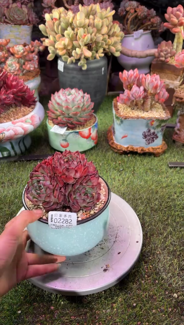 【闪购商品】02282