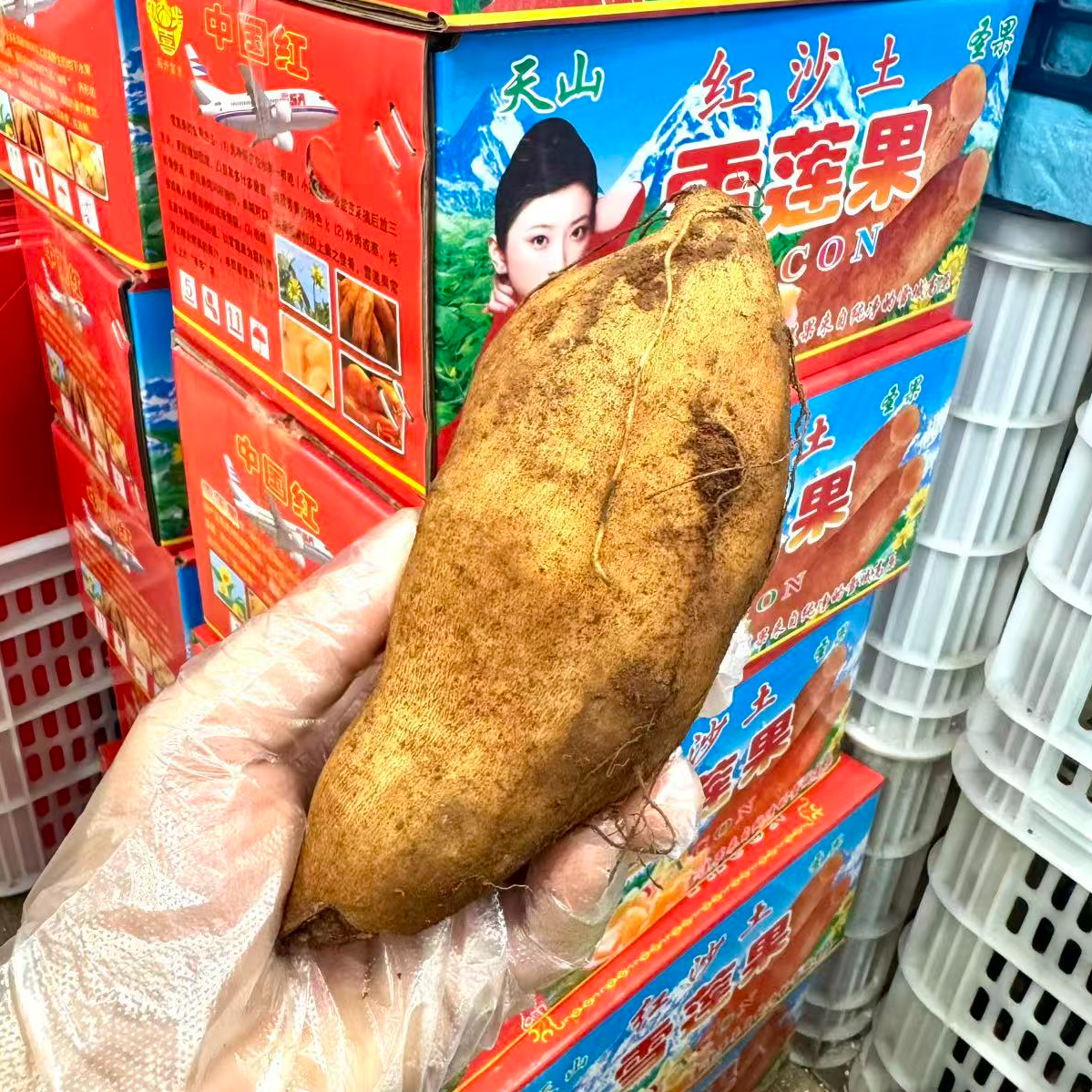 雪莲果4斤装礼盒装