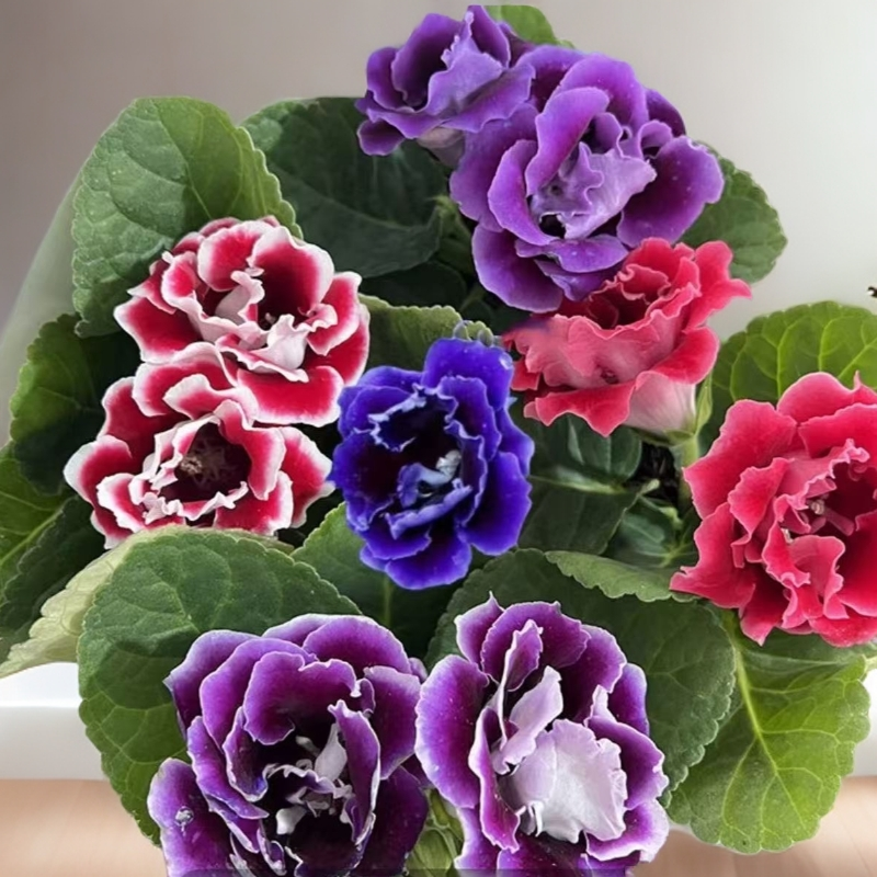 新品重瓣大岩桐种球芙蓉花四季花草易种室内阳台盆栽植物花籽
