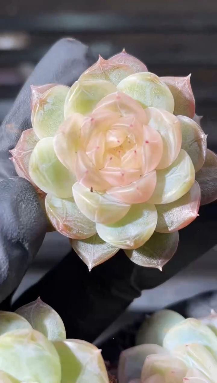 29-68 超级珍妮2-3厘米量拍发一颗