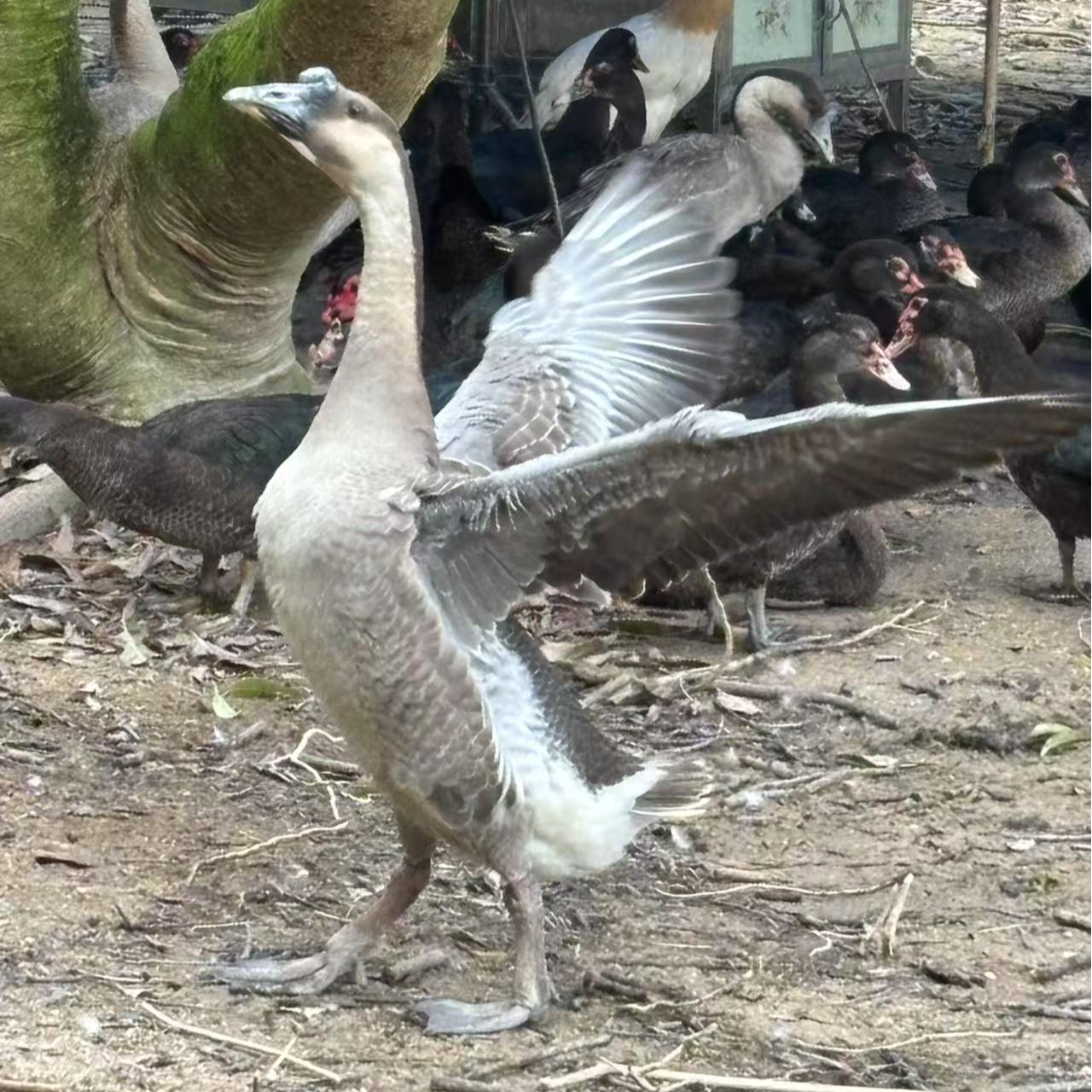 散养（阳江杂鹅），300天左右老鹅 喂养五谷杂粮，毛重6~8斤左右，现拍现宰 顺丰包邮