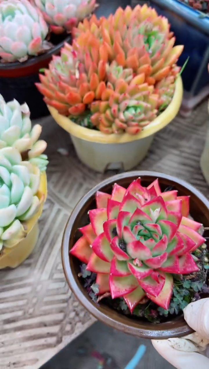 【闪购商品】14031