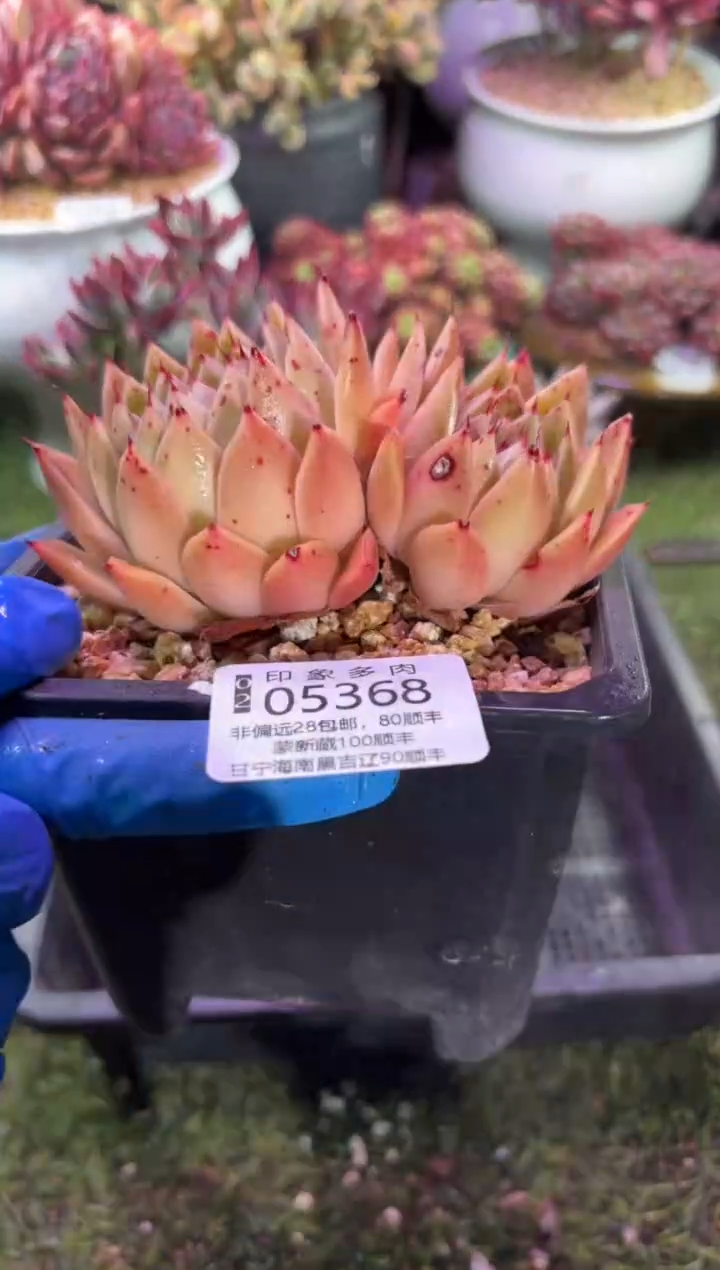 【闪购商品】05368