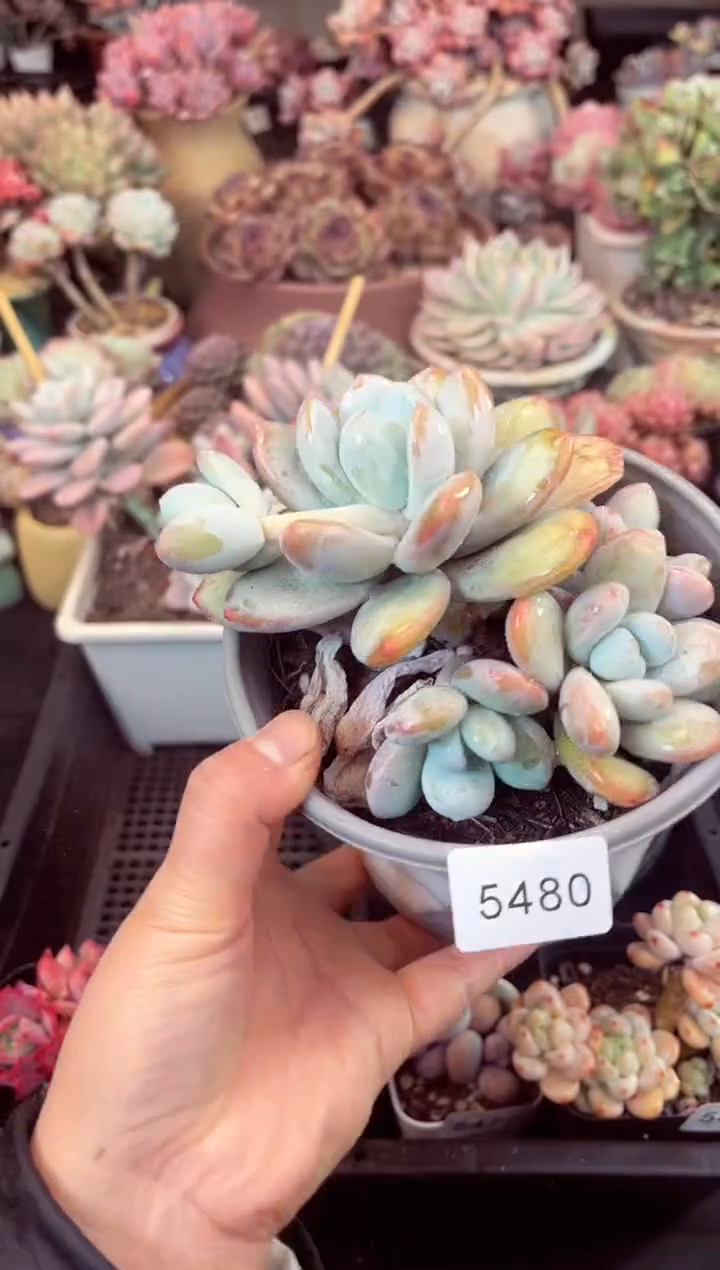 【闪购商品】5480群生雪美人多肉