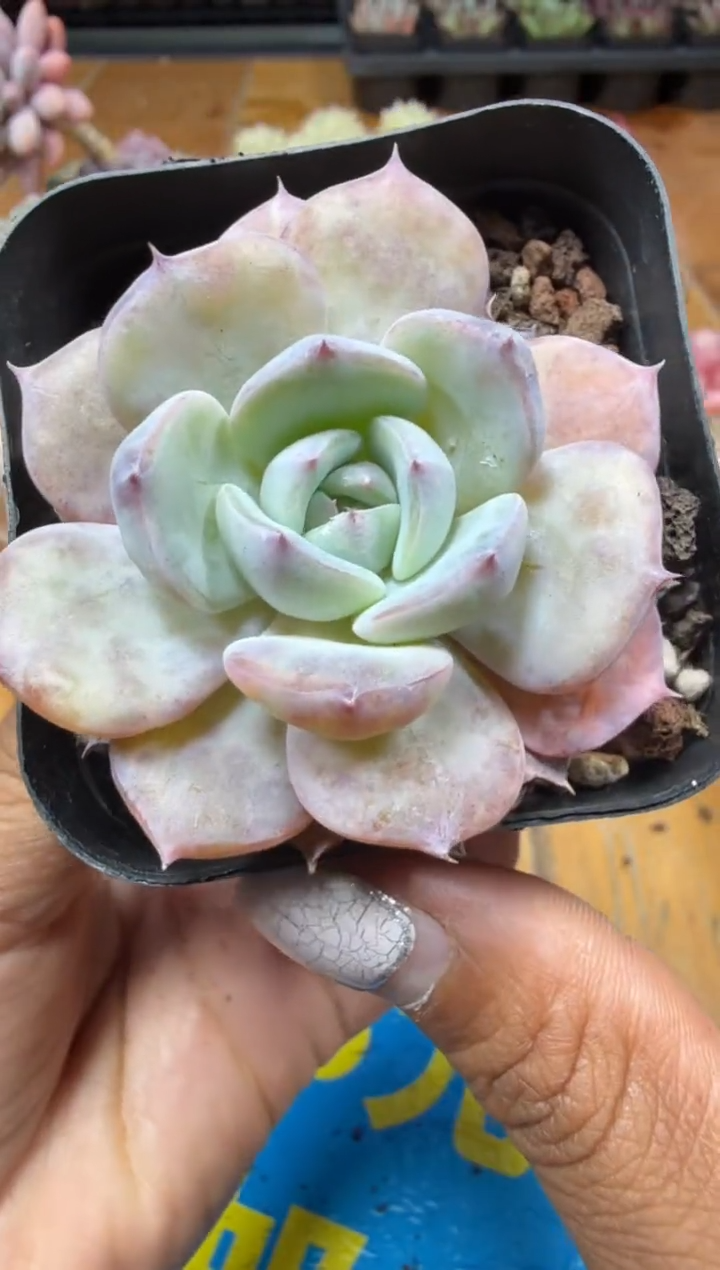 东云多肉园三号店-196