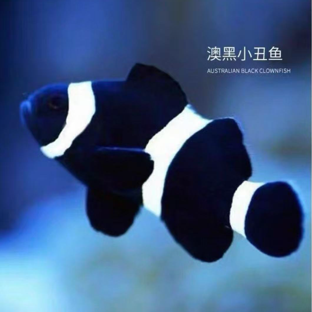 奥黑公子小丑2条