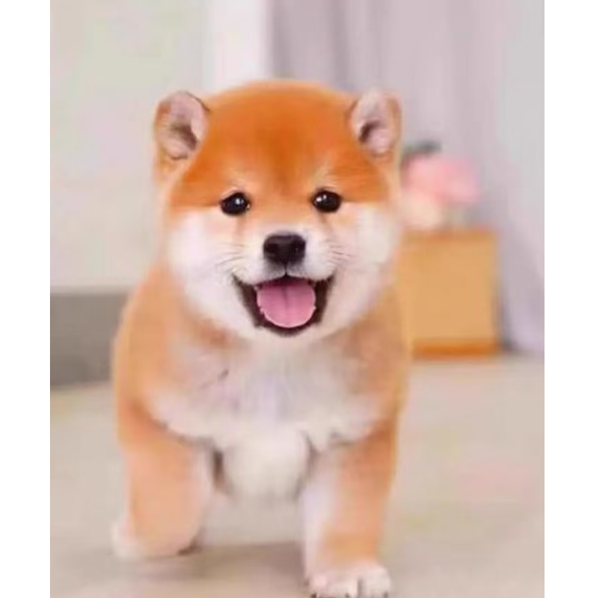 超萌幼犬小型赤色柴犬  疫苗齐全