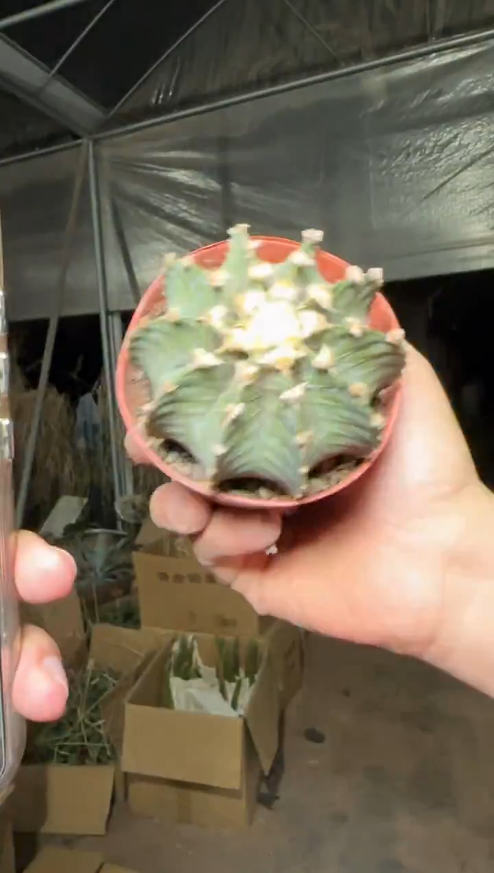 大号 泰系高绒 纯肋骨【实生根】