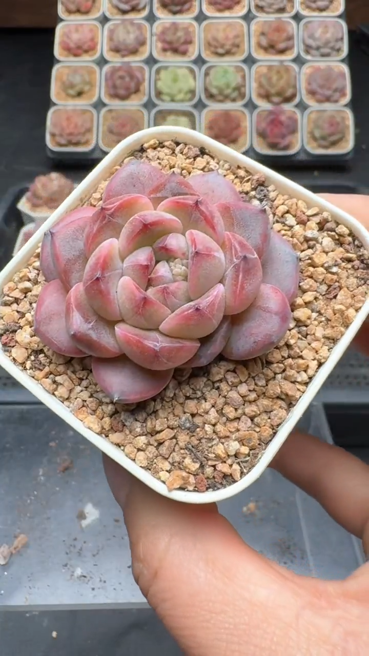 【闪购商品】195号珍妮多肉一物一拍3单包邮