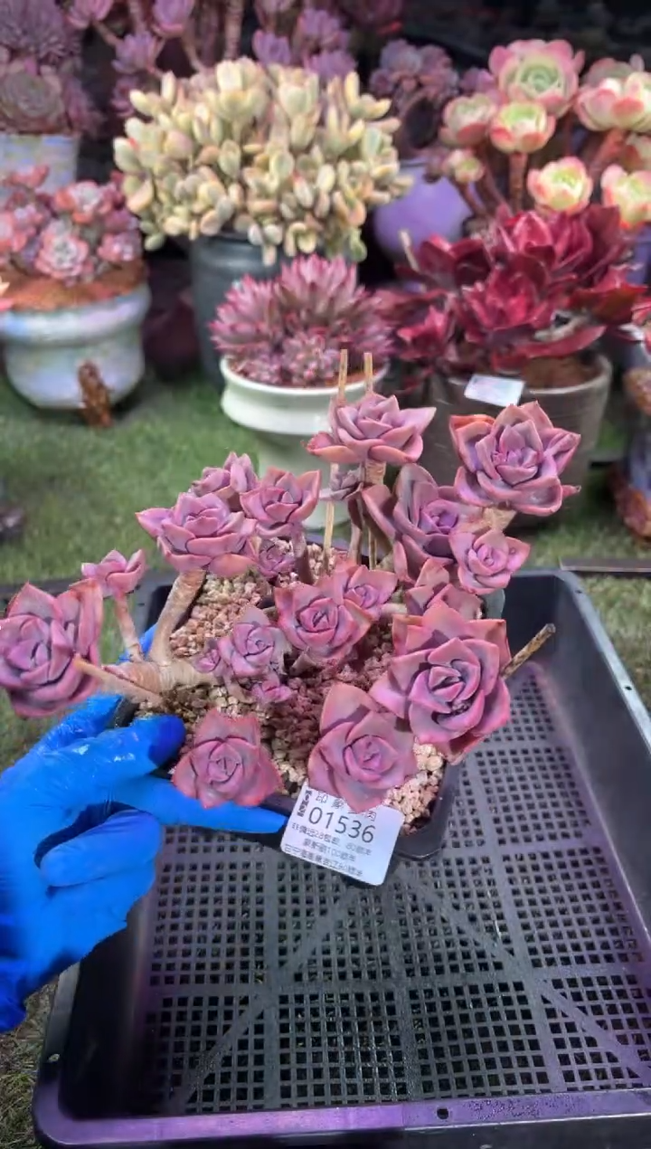 【闪购商品】01536