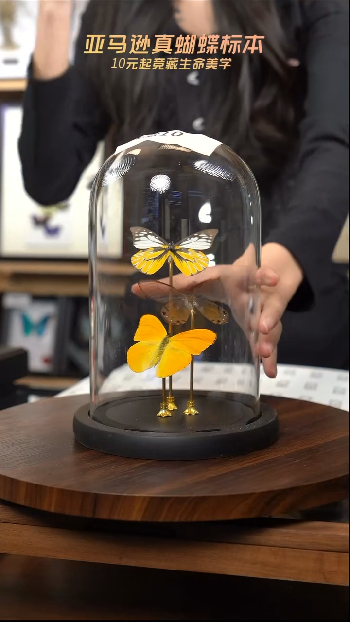 蝴蝶标本摆件竞拍c210