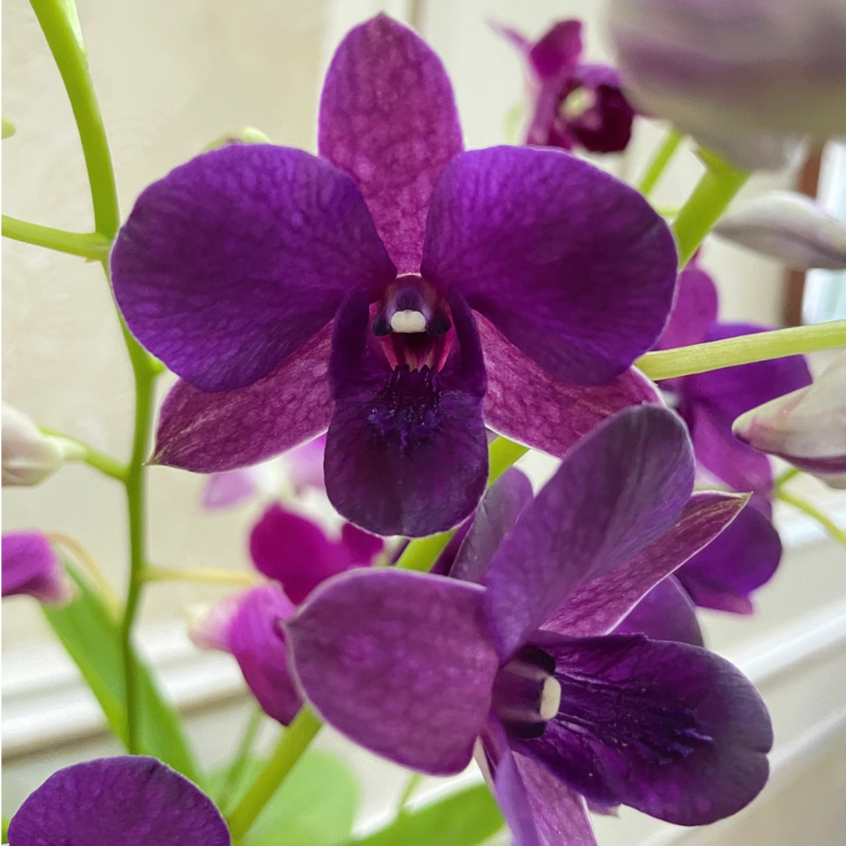 【高端大紫眸】浪漫紫色石斛兰室内外阳台客厅新手推荐网红花卉