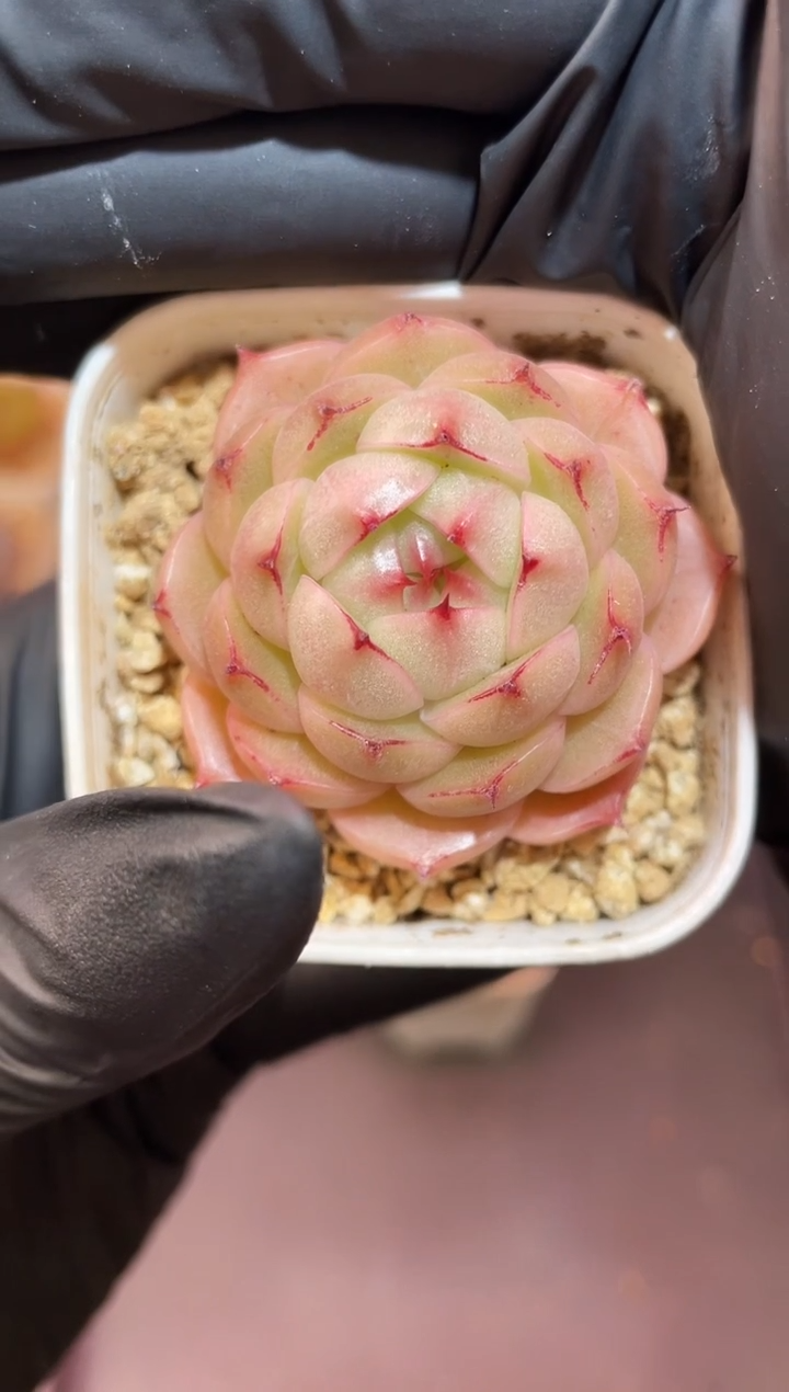 闪购967 圆小y多肉一颗  3.8-4厘米