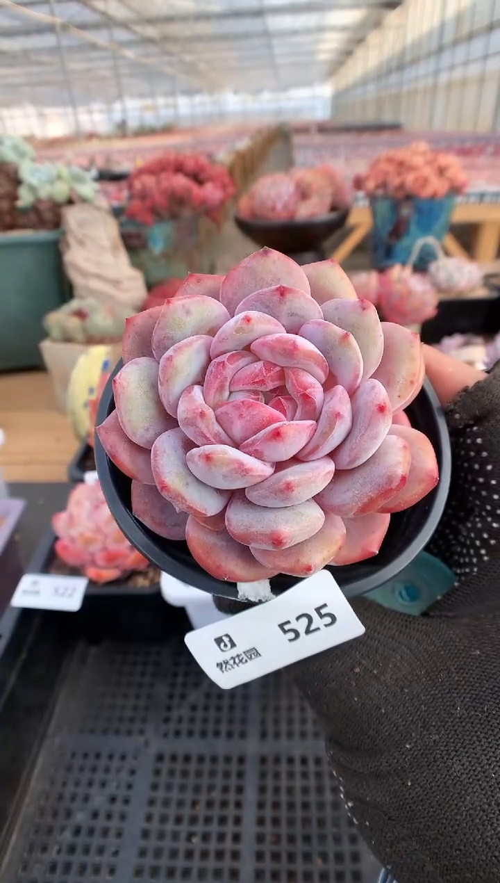 【闪购商品】525星影一物一拍