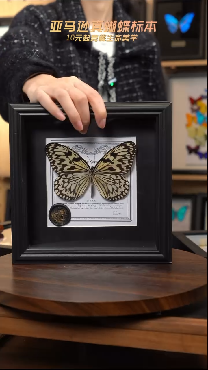 大帛斑蝶盲盒版7寸方框