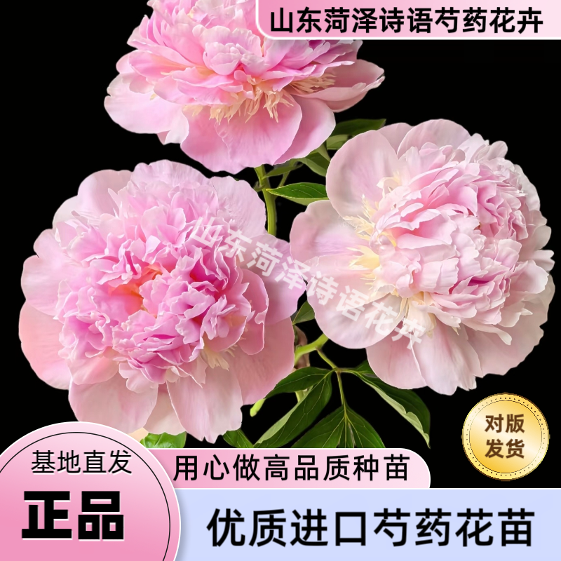 【甜蜜十六岁】诗语花卉-进口芍药花苗易成活【理性购物】