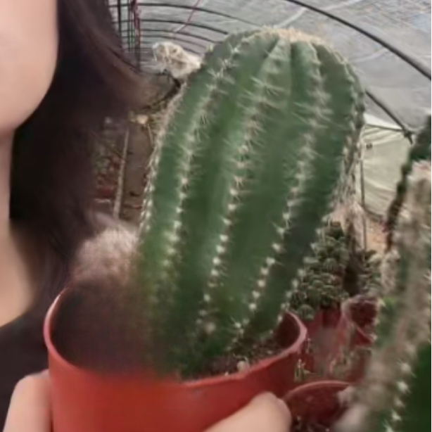 二妹园艺【 1棵  柱状黑金刚  实生根 】脱土随机发货