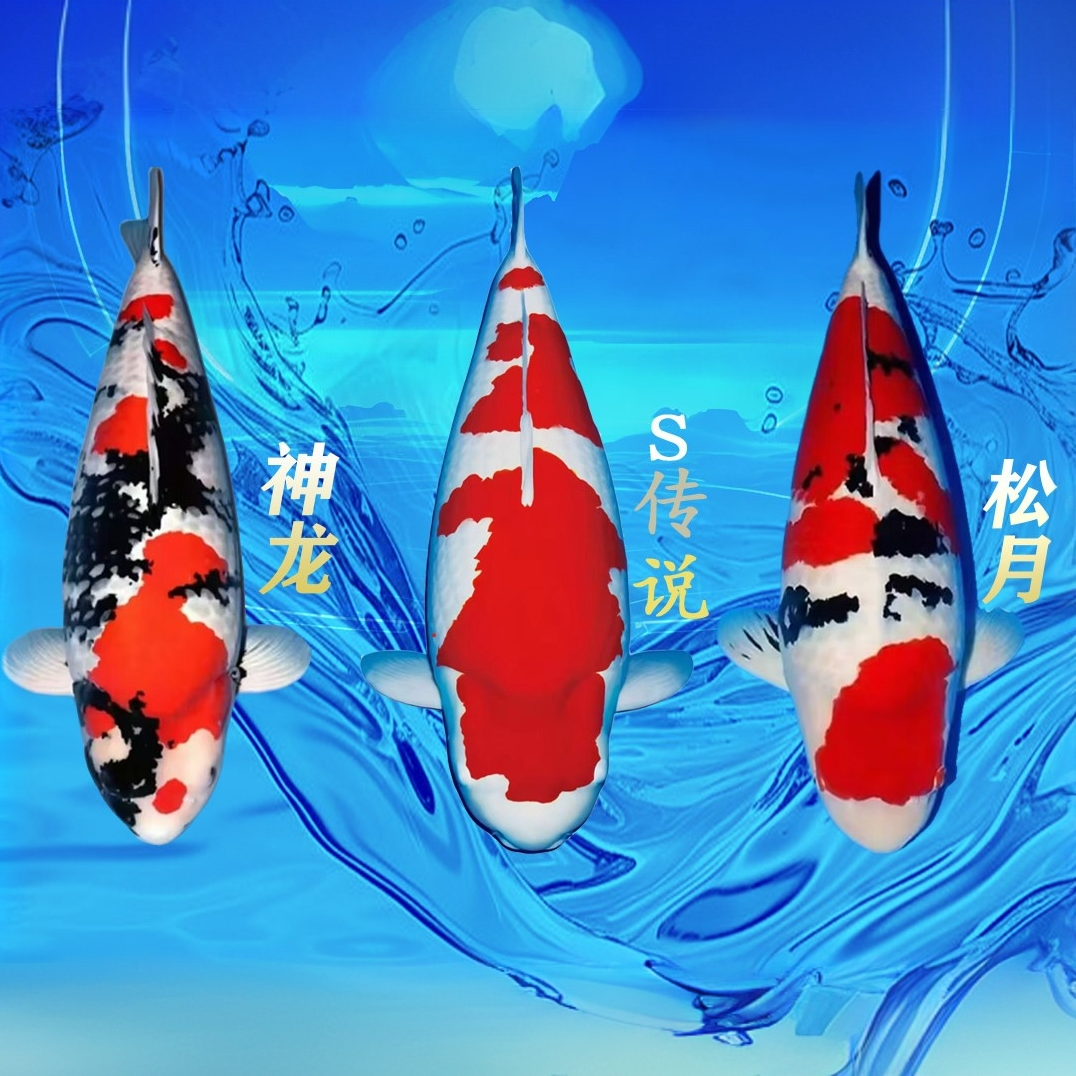 血统 精品锦鲤  一尾