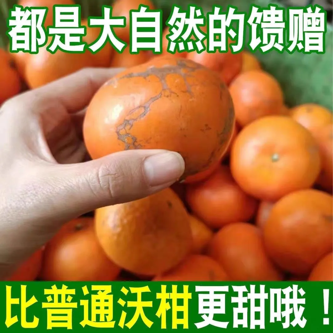 【老树花皮沃柑】广西武鸣现摘新鲜当季沃柑多汁爽口水果