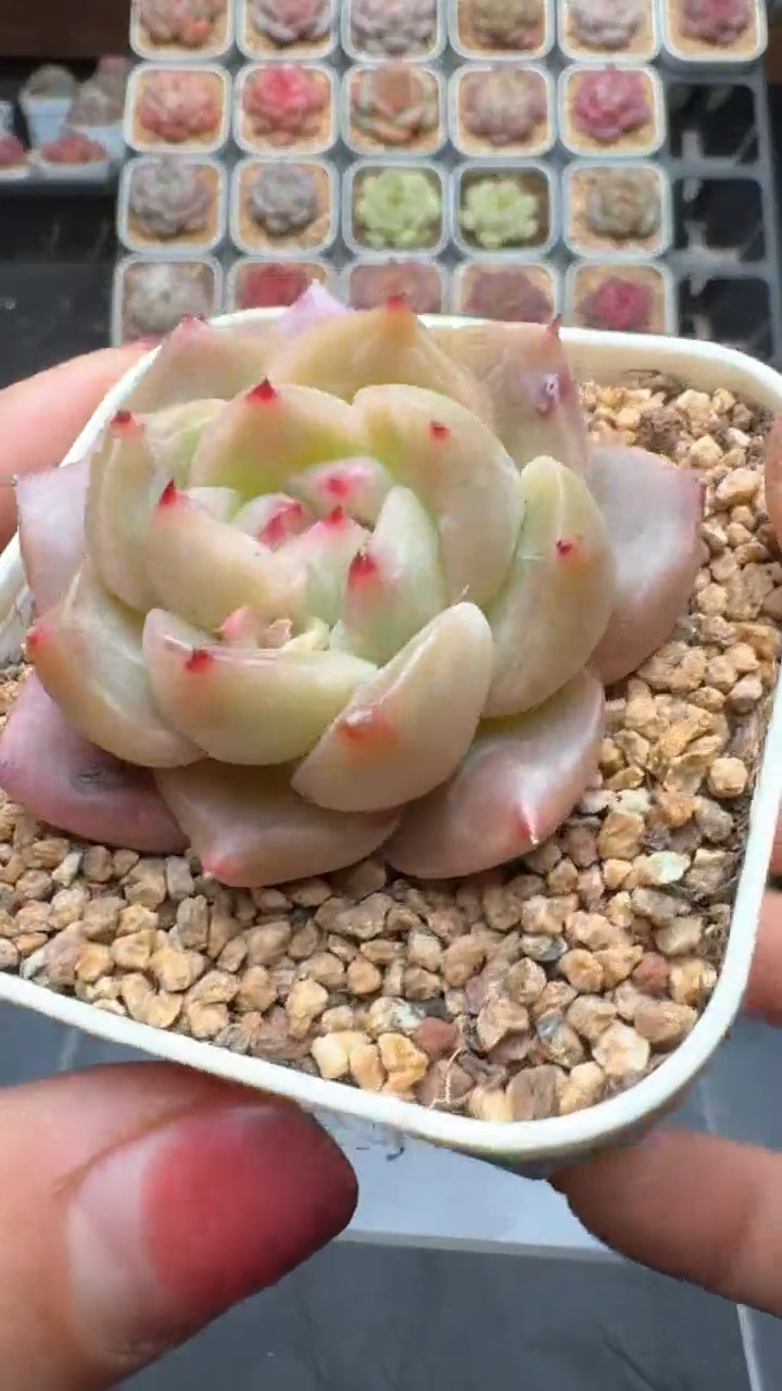 【闪购商品】857号珍妮多肉一物一拍3单包邮