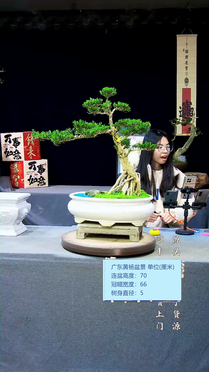 【闪购商品】雀舌黄杨盆景雀舌黄杨盆景